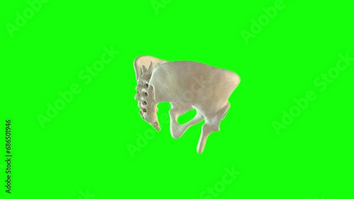 Pelvis skeleton, medical animation.