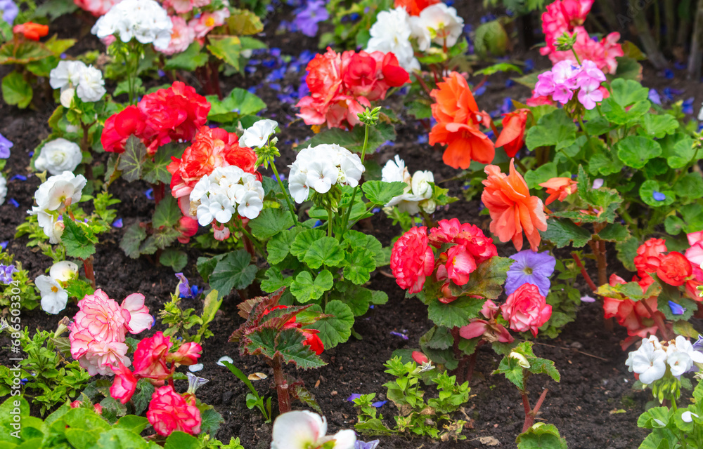 Various flowers in a flower bed in the park