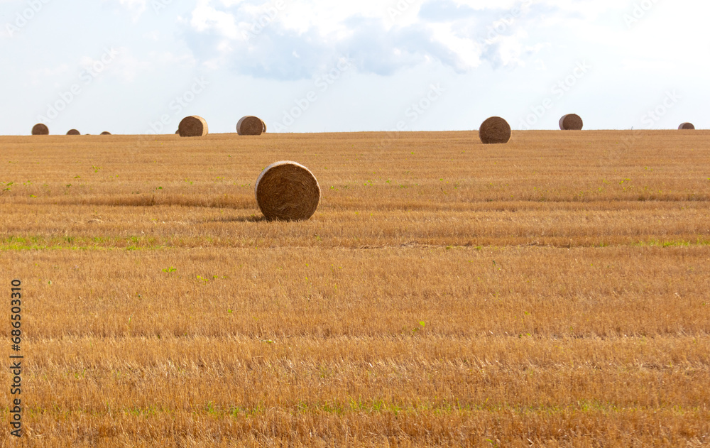 Fototapeta premium Round haystacks in a field