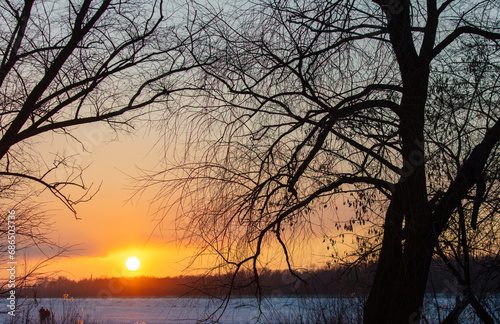 Bare tree branches at sunset in winter