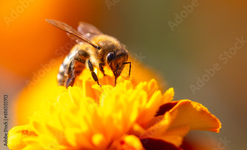 Close-up of a bee on an orange flower. Macro