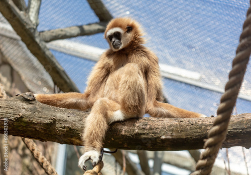 Photography Portrait of a monkey in the zoo