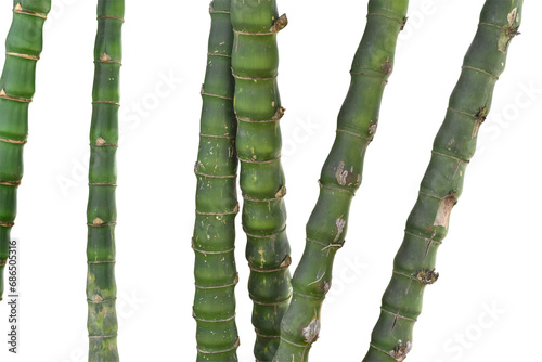 Branches of bamboo isolated on transparent background. photo