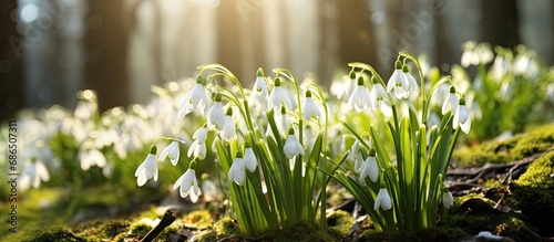 Beautiful flowers appear in the forest during the first spring season, known as Leucojum vernum or spring snowflake/snowbell. photo