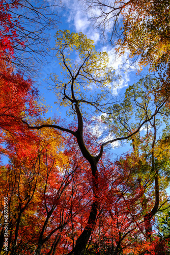 12月のよく晴れた日、六甲山の登山道の紅葉。