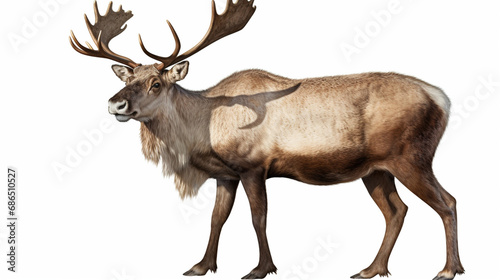 image of a northern deer on a white background. generative ai © Witri