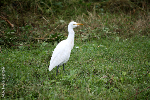 Cattle Egret (Bubulcus ibis) searching for food : (pix Sanjiv Shukla)