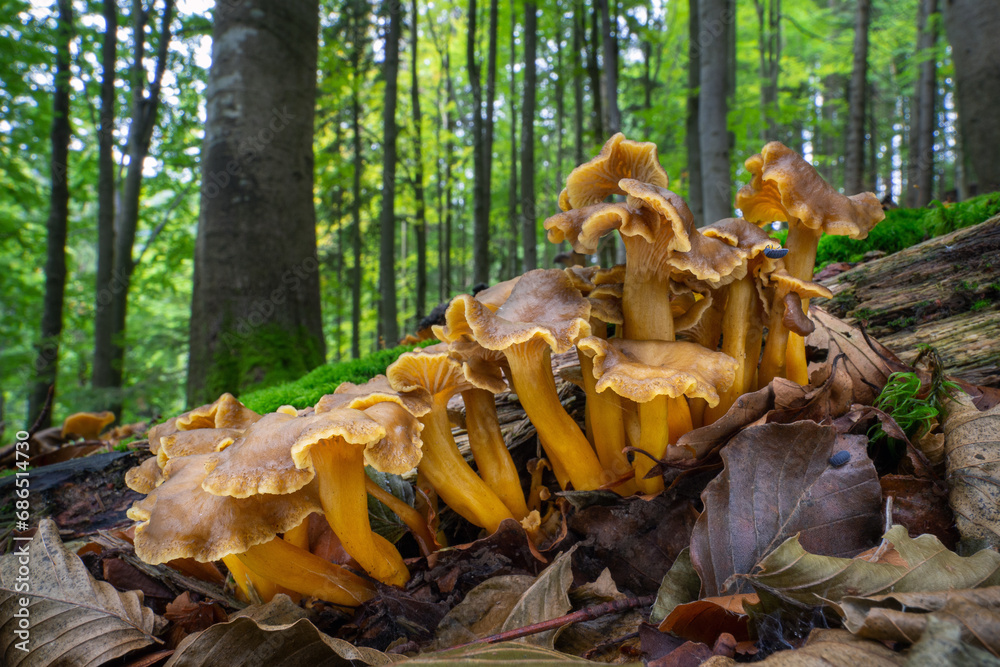 Craterellus tubaeformis (formerly Cantharellus tubaeformis) is an edible fungus, also known as