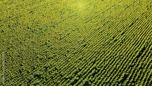 High angle drone view over massive cultivated farm land with yellow sunflowers photo