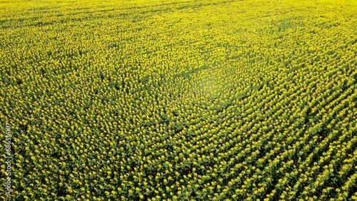 Rotating aerial view of bright yellow sunflower field in Dobruja, Bulgaria photo