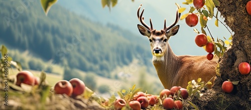 Deer in Tyrolean orchard with ripe apples. photo