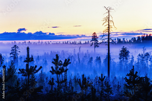 Foggy night in a forest in the wilderness photo