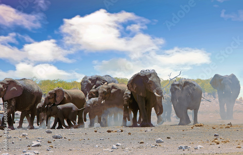 Herd of elephants shrouded in mist - the ground is very dry and they are kicking up a dust stoem. photo