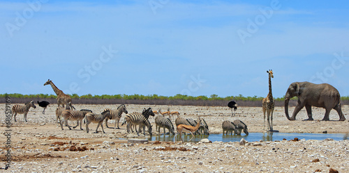 Beuatiful African scene with Giraffes, Zebra, springbok and an Ostrich eith a large Elephant walking into frame. There is a small waterhole, with a natural bush background