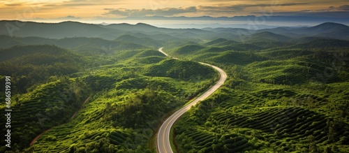 Beautiful road in Thailand's oil palm plantation, shown from above.