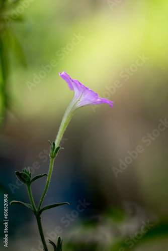 beautiful argyreia leschenaultii flower