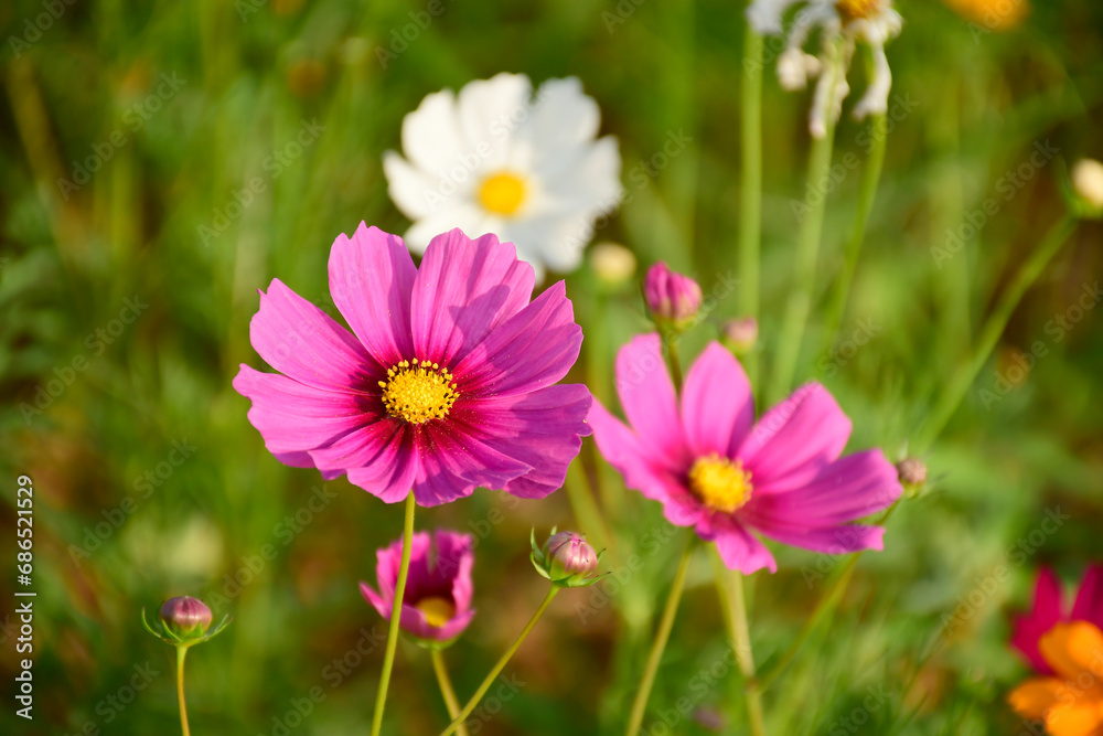 Mexican Aster or Cosmos in the bright sun light. Mexican Aster or Cosmos in the bright sun light.