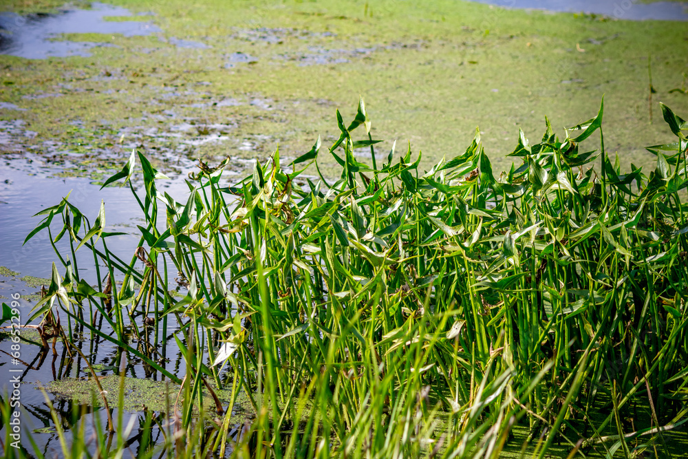 Obraz premium Aquatic plant arrowhead growing in shallow water in a river