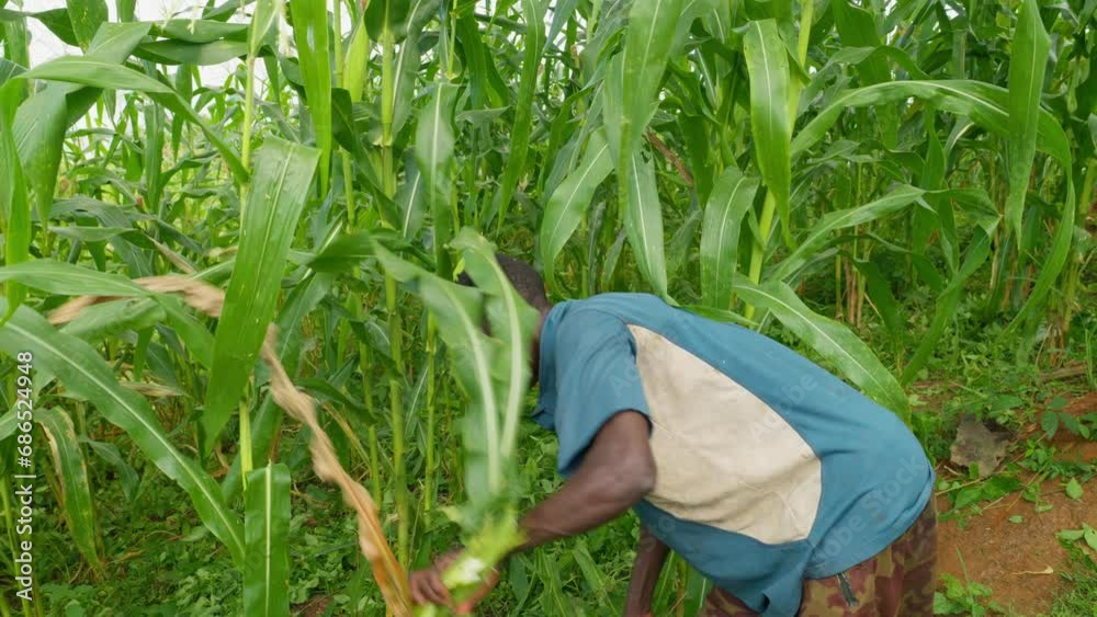 black african young male farmer harvesting mais korn in farm field plantation In ghana africa 