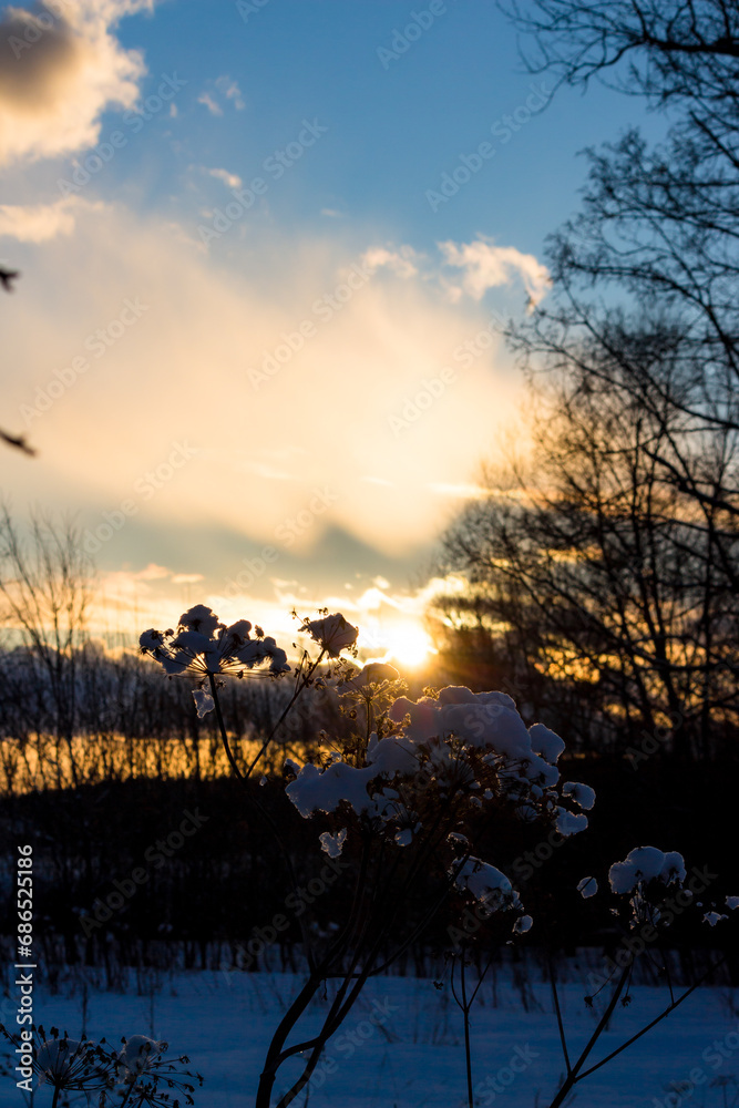 Dry vegetation in a field covered with snow in winter against the backdrop of sunset Dry vegetation in a field covered with snow in winter against the backdrop of sunset