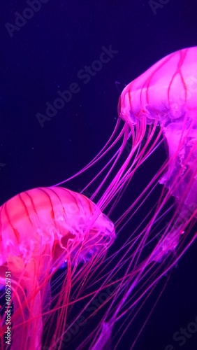 Two beautiful jellyfish photo