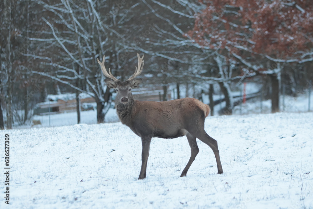 deer in winter deer in winter