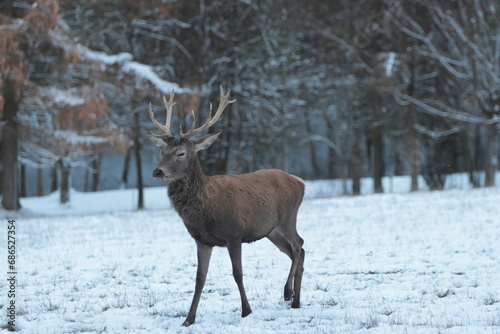 deer in snow © Roman Härtl