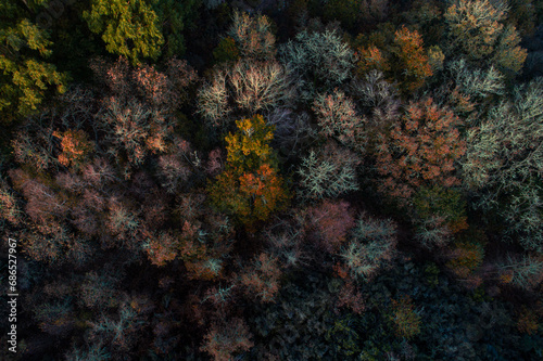 aerial view of a deciduous forest in fall © Vic