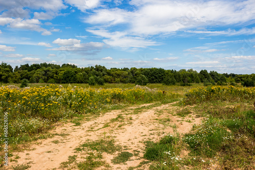 Obraz na plátně An overgrown wild field with a trampled area and yellow tansy growing along the