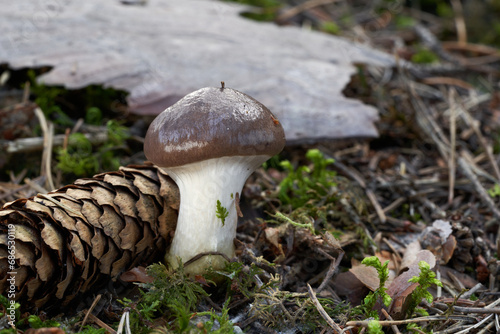 Edible mushroom Gomphidius glutinosus in the needles. Known as Slimy Spike. Wild brown mushroom in spruce forest. photo