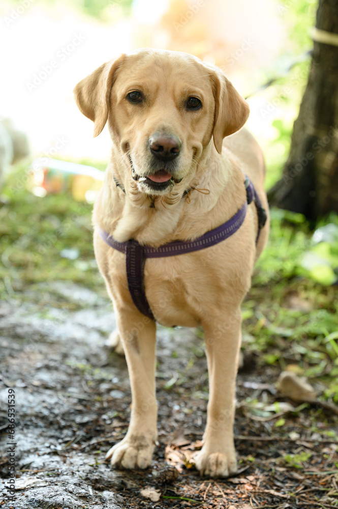 Labrador dog on a leash, which is worn on the chest Labrador dog on a leash, which is worn on the chest