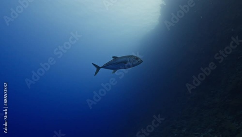 Wallpaper Mural Big fishes you can find while scuba diving in the Red Sea in Egypt Torontodigital.ca