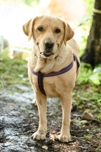 Labrador dog on a leash, which is worn on the chest