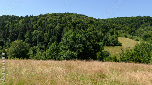 Beautiful summer landscape and horizon in the clear sky and green forest.