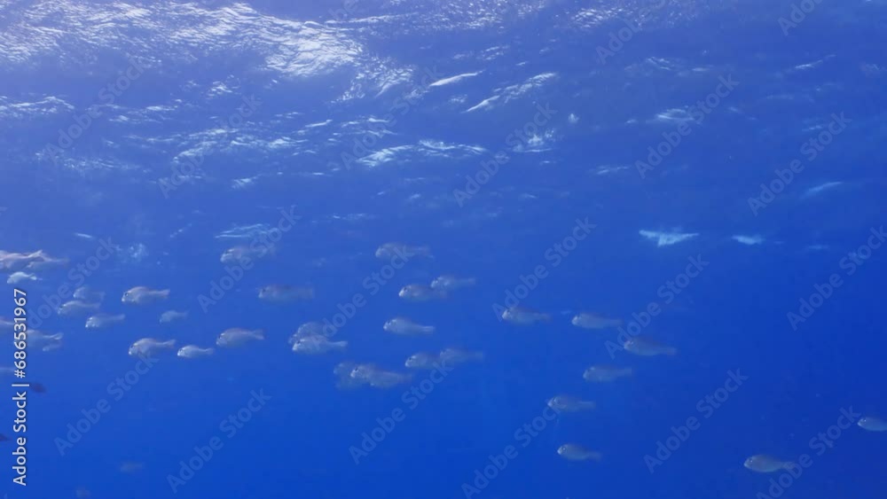 Big fishes you can find while scuba diving in the Red Sea in Egypt Big fishes you can find while scuba diving in the Red Sea in Egypt
