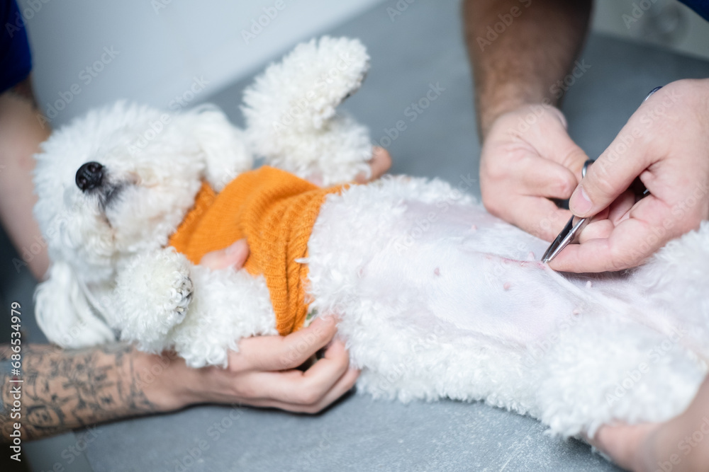 Vet with no finger removing surgical sutures from a Maltese dog belly Vet with no finger removing surgical sutures from a Maltese dog belly