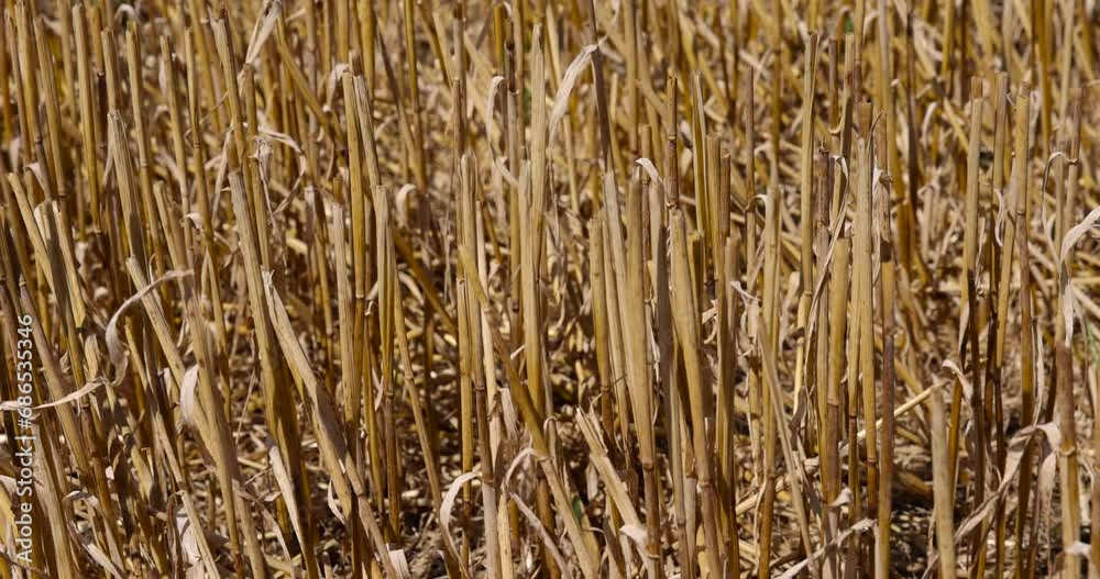 sharp dry stubble on a wheat field in sunny weather, golden dry stubble on wheat in the field in summer sharp dry stubble on a wheat field in sunny weather, golden dry stubble on wheat in the field in summer