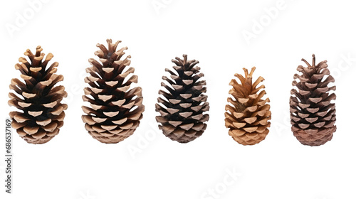 collection of natural dry pine cones isolated on white or transparent png