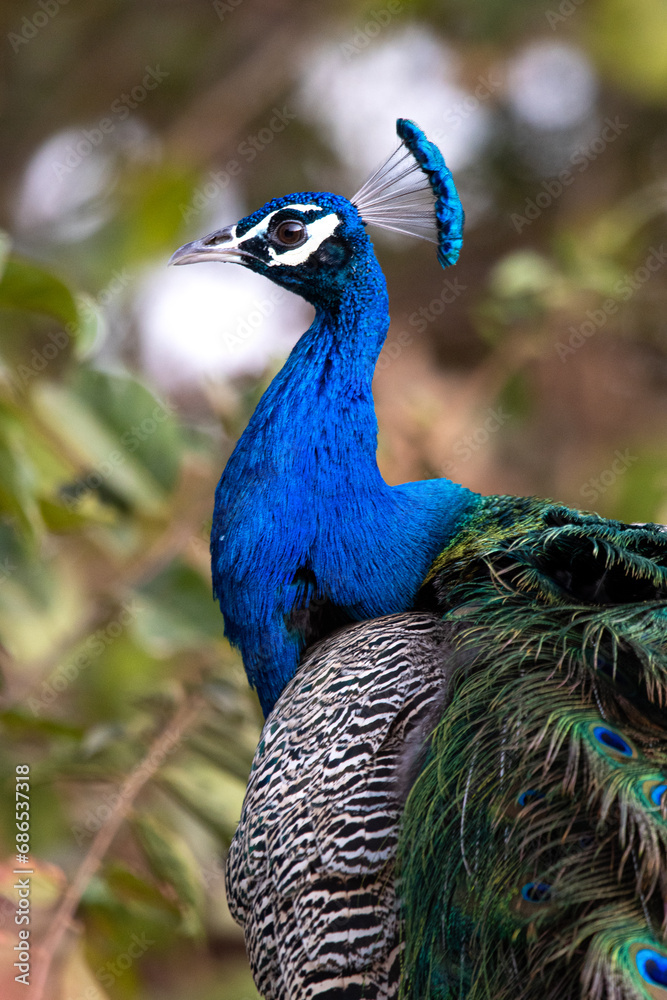 custom made wallpaper toronto digitalpeacock with feathers