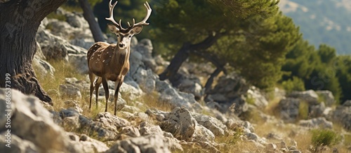 Deer mate in Kopacki rit  Croatia.