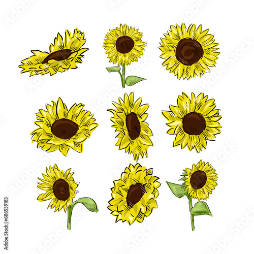 Set of sunflower isolated on white drawing vector,comic art