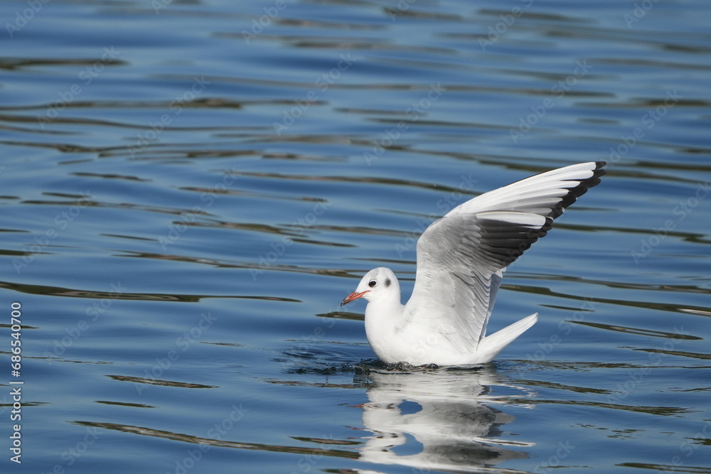 black headed gull in a seashore black headed gull in a seashore