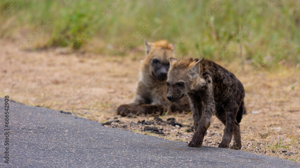 a young spotted hyena walking