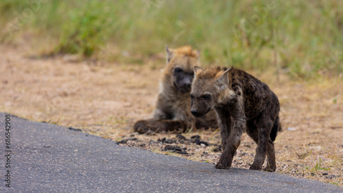 a young spotted hyena walking