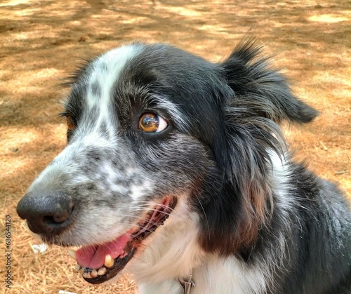 smile of border collie