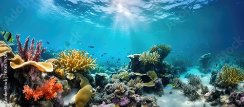 Coral reef in the Caribbean near Bonaire