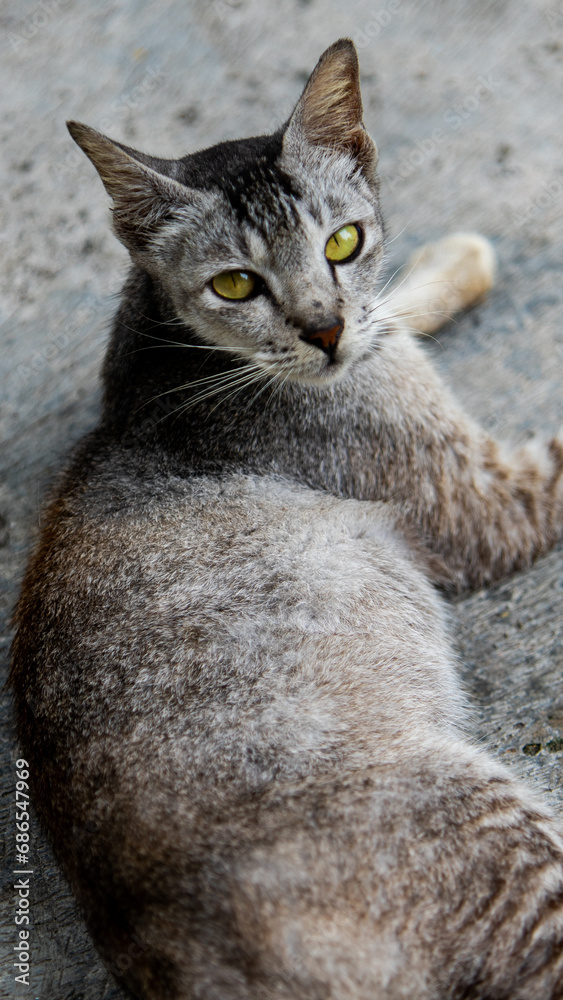 a gray cat sitting on the road looking at the camera a gray cat sitting on the road looking at the camera