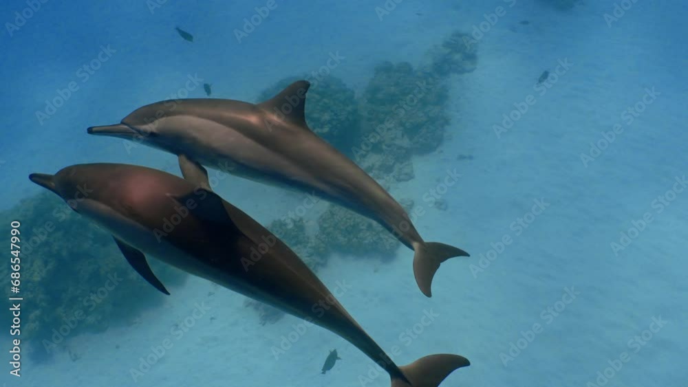 In the Sataya lagoon in the fury shoal reef in the red sea (Egypt), you will find a big pod of dolphin happy to swim with snorkelling