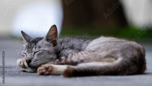 The gray fur cat sleeping on the road is very cute