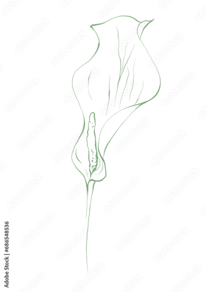 Fototapeta premium Line art tropical plant.